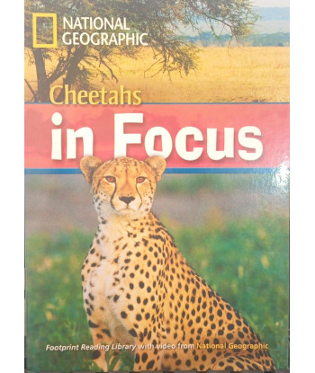 CHEETAHS IN FOCUS